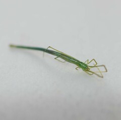 Ariamnes cylindrogaster