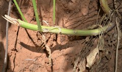 Thelypodium wrightii