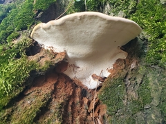 Ganoderma sessile