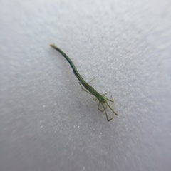 Ariamnes cylindrogaster