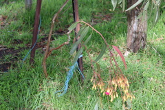 Eucalyptus leucoxylon