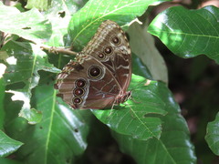 Morpho helenor octavia