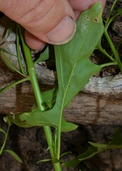 Thelypodium wrightii