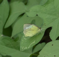 Abaeis mexicana
