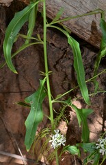 Thelypodium wrightii