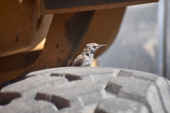 Salpinctes obsoletus