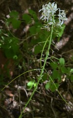 Thelypodium wrightii