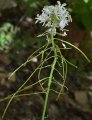 Thelypodium wrightii