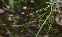 Thelypodium wrightii