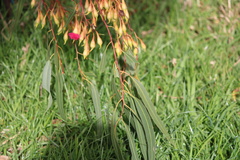 Eucalyptus leucoxylon