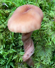 Laccaria bicolor