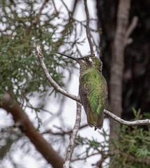 Eugenes fulgens