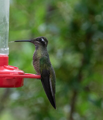 Eugenes fulgens