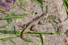 Sceloporus magister