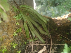 Pyrrosia linearifolia