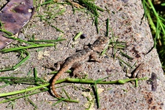 Sceloporus magister