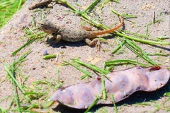 Sceloporus magister