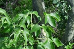 Gyrocarpus