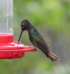 Eugenes fulgens