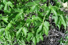 Gyrocarpus