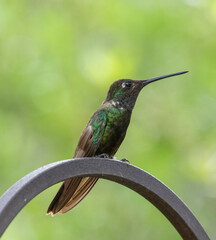 Eugenes fulgens
