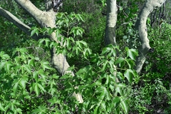 Gyrocarpus