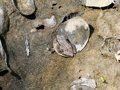 Pseudacris hypochondriaca