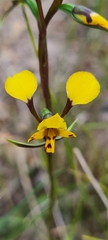 Diuris maculata