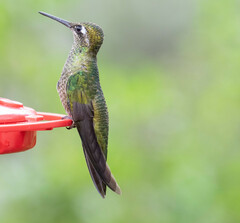 Eugenes fulgens
