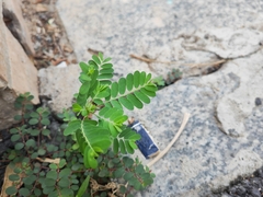 Phyllanthus urinaria