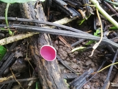 Phillipsia domingensis