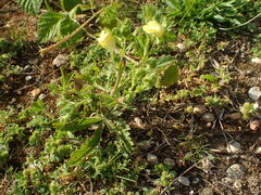 Potentilla recta