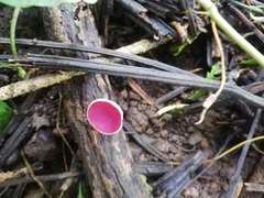 Phillipsia domingensis