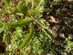 Potentilla recta