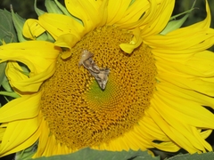 Autographa californica