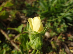 Potentilla recta