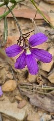 Scaevola ramosissima