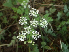 Chaerophyllum temulum