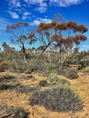 Eucalyptus leptophylla
