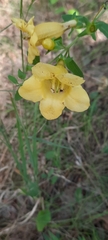Aureolaria grandiflora