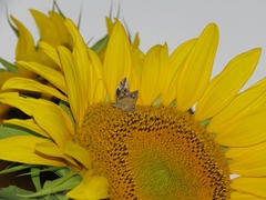 Autographa californica