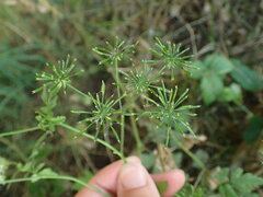 Chaerophyllum temulum