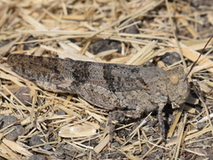 Trimerotropis