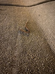 Oligochaeta