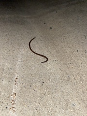 Oligochaeta
