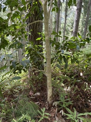 Syzygium cumini