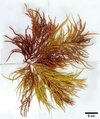 Eucheuma isiforme