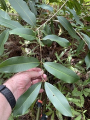 Syzygium cumini