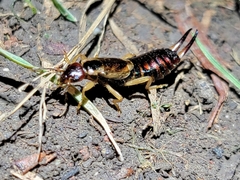 Forficulinae