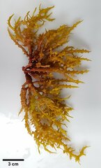 Eucheuma isiforme